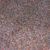 کشمش افتابی