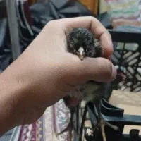 جوجه 15 روزه طبیعی 4 عدد و جوجه رنگی 2 عدد