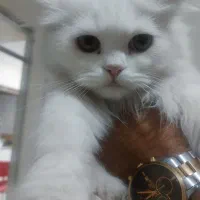 گربه نر حدود ۶ ماه پرشین کلاسیک