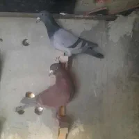 کفتر|پرنده|مرودشت, تامین اجتماعی‎|دیوار