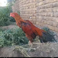 خروس لاری  اصل|حیوانات مزرعه|ارومیه, |دیوار