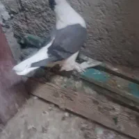 کبوتر(لاهوری .راست و چپ)