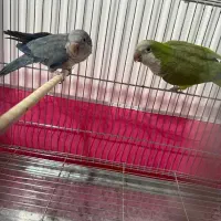 فروش فوری جفت راهب کارداده