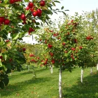 نهالستان نهال عمده خرده