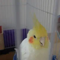 عروس هلندی نر