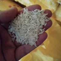 برنج شیرودی اقتصادی به شرط پخت