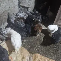 جوجه مرغ سه ماهه