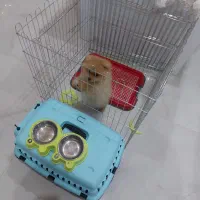 سگ پامر|سگ|مشهد, حسینآباد|دیوار