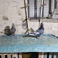 نروماده|حیوانات|شیراز, دارالرحمه|دیوار