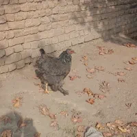 مرغ تخمگذار برهما اصل|حیوانات مزرعه|ورامین, شهرک فجر|دیوار