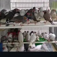 فنچ و کوتوله