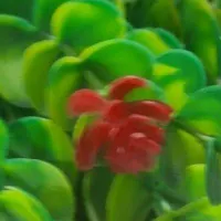 سفر زیارتی کربلا