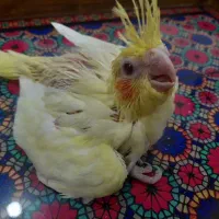 عروس لوتینو و طوسی سرلاکی