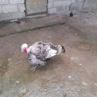 فروش بوقلمون در لاهیجان