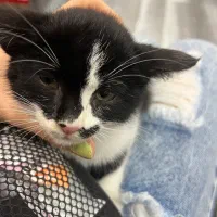 واگذاری رایگان بچه گربه|گربه|بندر انزلی, کلیور|دیوار