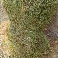 یونجه ۲۵۰وعلف بسته بندی دستی۲۰۰