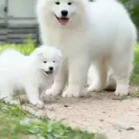 واگذاری سگ پذیرفته میشود