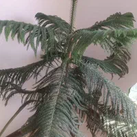 باغ-قیمت-استثنایی