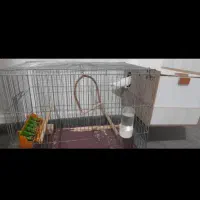 مرغ عشق و کوتوله برزیلی|پرنده|مسجد سلیمان, |دیوار