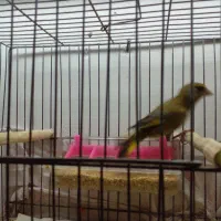 یک جفت سره نر ماده