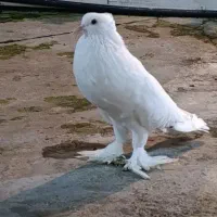 کبوتر ابومریم بادکنکی زینتی