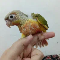 گرینچیک اناناسی ۴۵ روزه