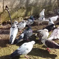 کبوتر پرشی|پرنده|آستانه اشرفیه, |دیوار