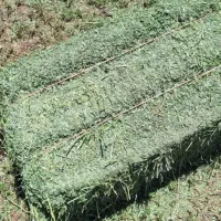 یونجه