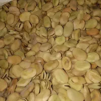 باقلا شرطی کاشتنی زودرس درجه یک