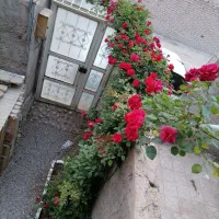 خانه در کرمان|فروش آپارتمان|بم, |دیوار