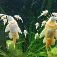 گیاه آکواریومی طبیعی کت پوزه بوته و گوپی