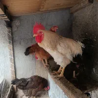 مرغ و خروس  خانگی