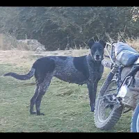 واگذاری سگ افغان|سگ|کرمانشاه, |دیوار