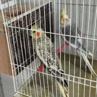 یک جفت عروس هلندی با تخم تضمینی