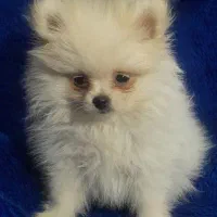 سگ پامر پامرانین پامرین|سگ|مشهد, ویلاشهر|دیوار