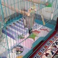 عروس هلندی نرو ماده با قفس طبق عکس