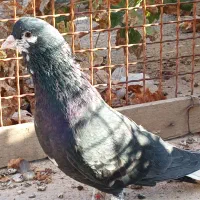 چپ سیاه ذات قدیم|پرنده|پاسارگاد, |دیوار