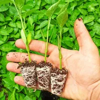 نشا گوجه فلفل بادمجان کرفس و...|خدمات باغبانی و درختکاری|مرودشت, تخت جمشید|دیوار