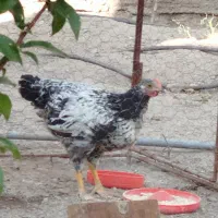 خروس 3 ماهه