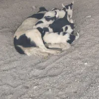 8 تا توله سگ قدریجونی|سگ|لردگان, |دیوار