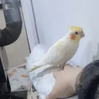 عروس هلندی ماده