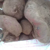 چقندر|عمده‌فروشی|صوفیان, |دیوار