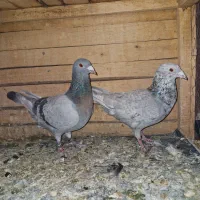 جفت سرور سبز