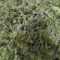 یونجه|لوازم جانبی حیوانات|رشت, لاکان|دیوار