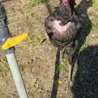 مرغ و خروس گلین،خروس گردن لخت مشکی|حیوانات مزرعه|تالش, هشتپر|دیوار