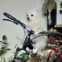 دوچرخه ویوا سایز ۲۶|دوچرخه، اسکیت، اسکوتر|اسفراین, |دیوار