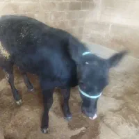 شنگل|حیوانات مزرعه|دهدشت, |دیوار