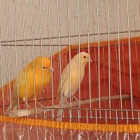 قناری ماده