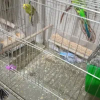 فروش پرنده مرغ عشق فنج وعروس قیمت مناسب