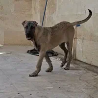گمشده